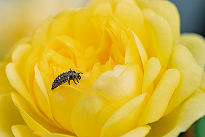 Gros plan sur une plante ornementale jaune vers laquelle s'approche un insecte utile.