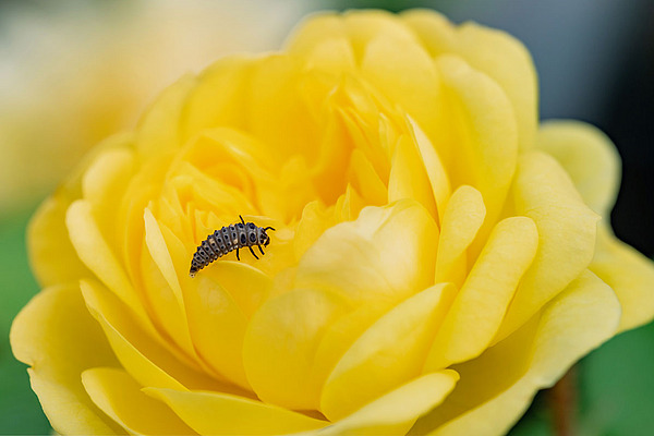 Gros plan sur une plante ornementale jaune vers laquelle s'approche un insecte utile.