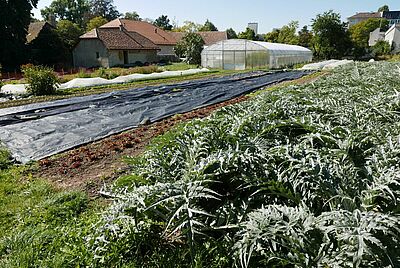 Permaculture à Genève