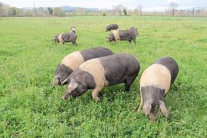 Des porcs en couleurs noir et rose sur une prairie