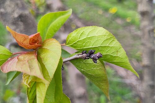 Des bourgeons à côté de feuilles sur un arbre.