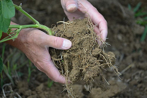 Deux mains tiennent la motte d'une plante de soja.