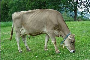 Une vache brune au pâturage
