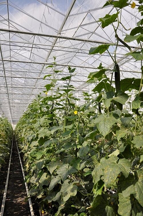 Plants de concombre sous serre