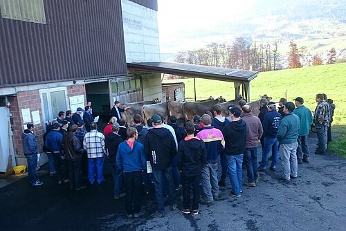 Un groupe de personnes se tient autour de deux bovins.