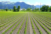 Je cultive du soja pour la production de semence. J'ai une sarcleuse à doigts qui me permet une bonne maîtrise globale des adventices, en particulier de la galinsoga. J'engage également des requérants d'asile pour faire un dernier désherbage à la ma Champ de soja encore jeune, l'interligne est encore visible
