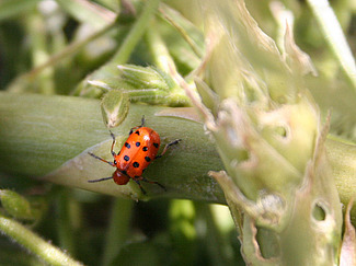Coléoptère orange avec douze points noirs sur une branche de plante d'asperge