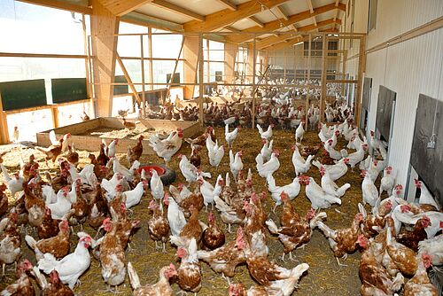 poules dans une aire à climat extérieur annexée