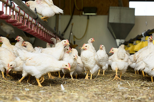 Jeunes coqs dans le poulailler d'élevage.