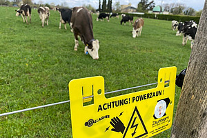 Bovins: réglementation de Bio Suisse sur les sorties régulières en plein air Clôture de pâturage avec des vaches qui paissent en arrière-plan.