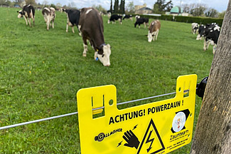 Clôture de pâturage avec des vaches qui paissent en arrière-plan.