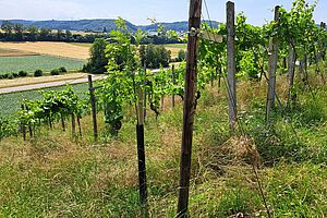 Des vignes et un arbre planté. 