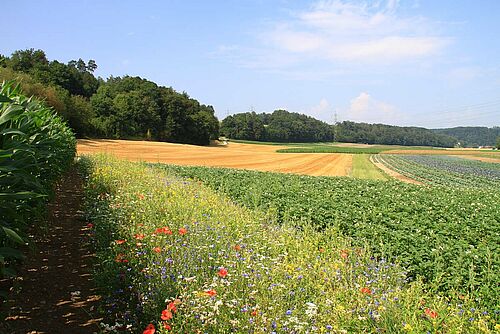 bande fleurie à coté d'un champ de pommes de terre