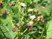 Séneçon jacobée après la floraison