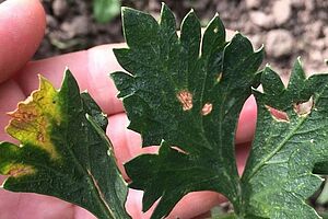 Une feuille de céleri avec des petites nécroses