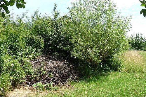 Hecke mit Asthaufen