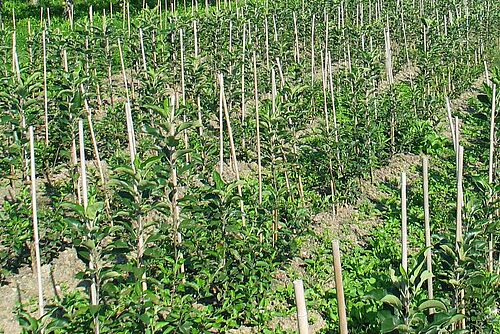 Juenes arbres de environ 50 cm de hauteur, plantés de manière très serrée, en ligne.