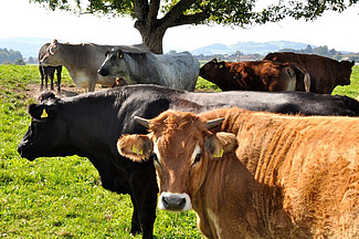 Bovins d'engraissement au pâturage.