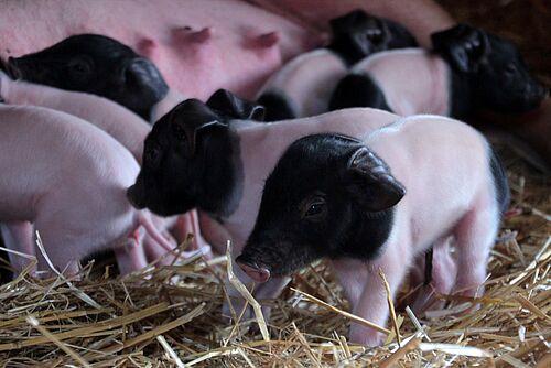 Porcelets du projet «Notre porc domestique». Photo: FiBL, Anna Jenni