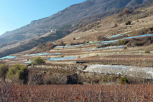 Coteau de Fully, les vignes ont perdu une partie de leurs feuilles, quelques vignes sont couvertes avec ds filets bleus en vue des vendanges tardives de raisin surmaturé. 