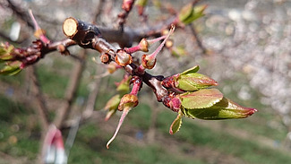 Pistil de fleur d'abricotier
