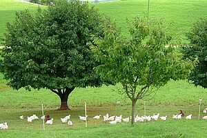 des poules sous des arbres 