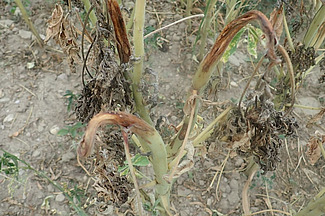 Attaque d'anthracnose sur le lupin blanc, se caractérisant par une croissance tordue typique, des tiges cassées et des parties de la plante nécrosées. Cette maladie fongique, favorisée par les semences et un climat chaud et humide, peut entraîner des pertes de rendement très importantes, pouvant aller jusqu'à l'absence totale de formation de gousses.
