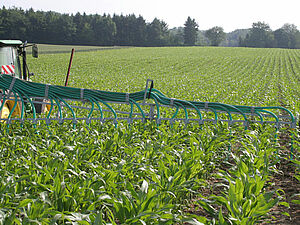 Epandage de lisier dans un champ de maïs en juin avec un épandeur à tuyaux souples
