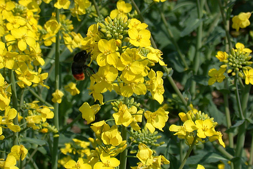 Un bourdon s'est posé sur l'une des nombreuses fleurs de colza.