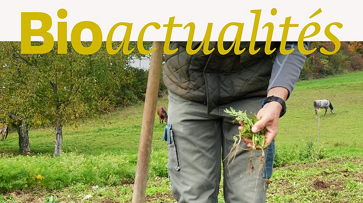 Page de couverture du Bioactualités 9|25: Une personne se tient dans le champ avec un arrache-rumex.