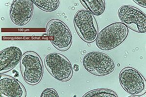 Oeufs de strongles au microscope