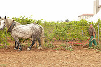 Cheval tirant une machine de travail du sol entre deux lignes de vigne.