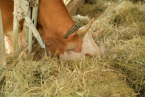 Une vache mange du foin dans l'étable, illustrant ainsi l'importance du fourrage grossier dans l'élevage.