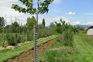 Ligne de jeunes cerisiers avec des buissons et des bandes de légumes dans l’interligne