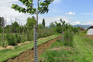 Ligne de jeunes cerisiers avec des buissons et des bandes de légumes dans l’interligne.