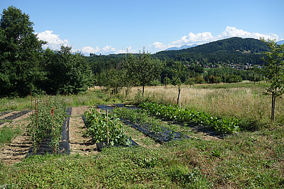 À côté de plusieurs plates-bandes de légumes se trouve une rangée d'arbres à haute tige. 