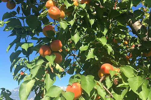 abricots mûrs sur l'arbre
