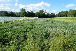 [Translate to Französisch:] Ein Feld, das mit einem Sortenversuch bepflanzt ist.