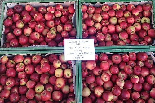 cagette de pommes d'une variété dite POC car confidentielle.