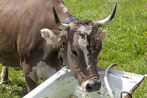 Une vache grise à cornes boit dans une vieille baignoire remplie d'eau.