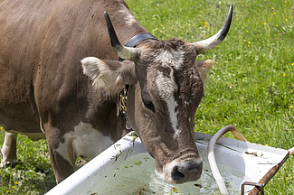Une vache grise à cornes boit dans une vieille baignoire remplie d'eau.