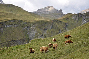 Auf alpinem Weideland grasende Schottische Hochlandrinder.