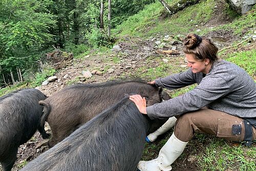 Une femme assise par terre avec des cochons.