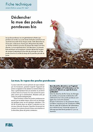 Page de couverture de la fiche technique: une poule blanche avant la mue