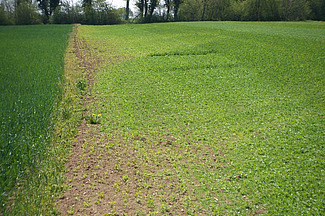 A gauche, un champ de céréale bien vert; à droite, dans la jeune culture de pois, il y a de nombreuses plantes brûlées par l'herbicide.