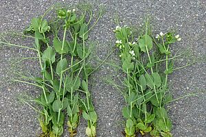 A gauche, plantes de pois plus hautes et plus vigoureuses; à droite, plantes de pois plus courte, moins vigureuses et en fleur.