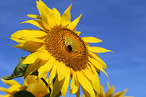 Tournesol avec bourdon.