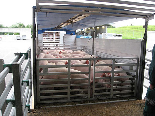 Remorque de camion avec des porcs.