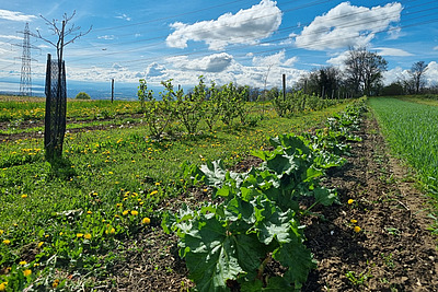 Sur la photo, on aperçoit à gauche une rangée d'arbres et, au premier plan à droite, une rangée de plants de rhubarbe. Le soleil se trouve à gauche de l'image. 