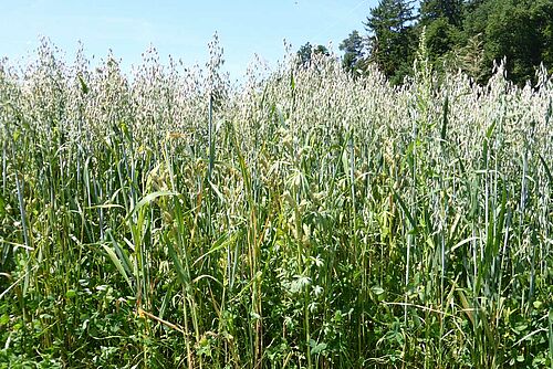 Plantes de lupin et d'avoine mélangées dans la culture.